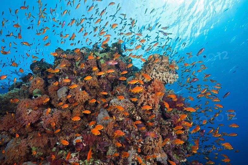 Harem flagfish on the reef