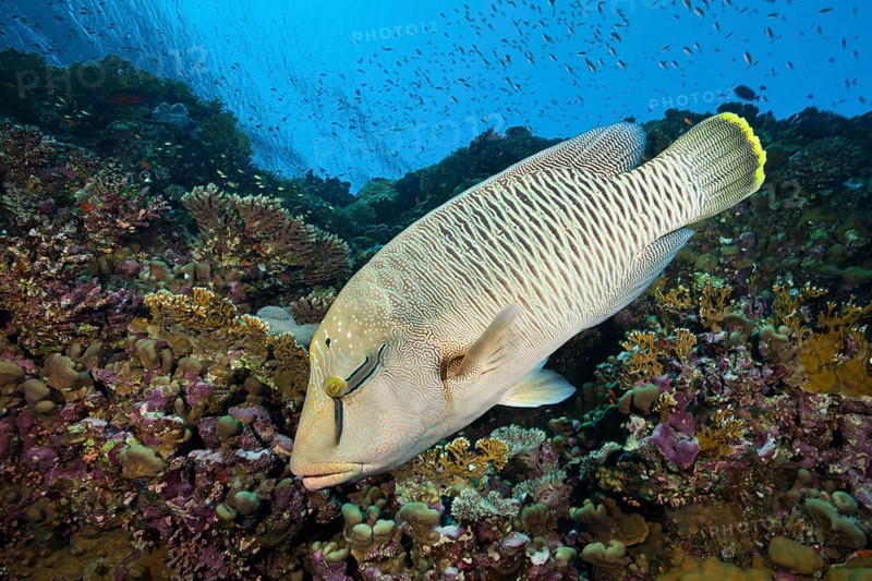 Juvenile Napoleon Humpback Wrasse