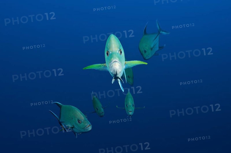 Black spiny mackerel