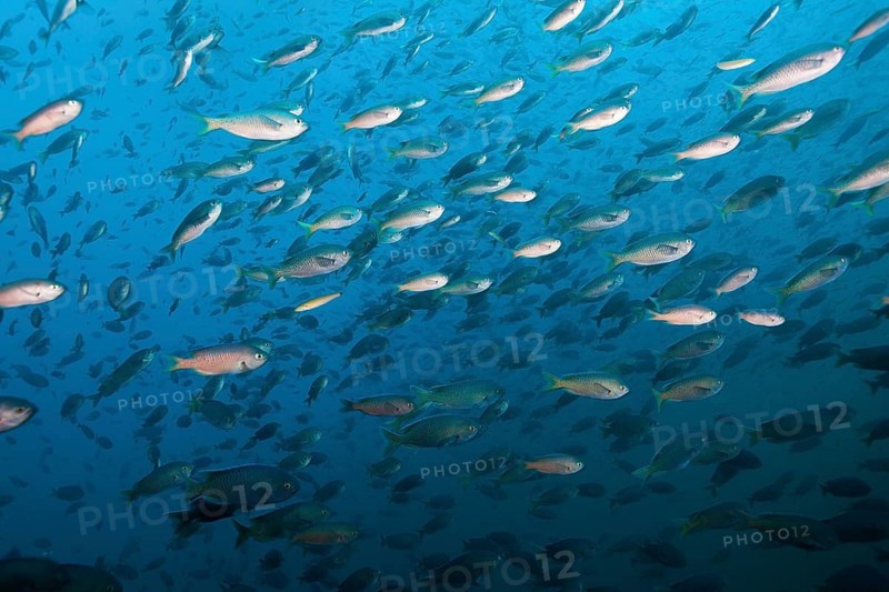 Shoal of swallowtail damselfish