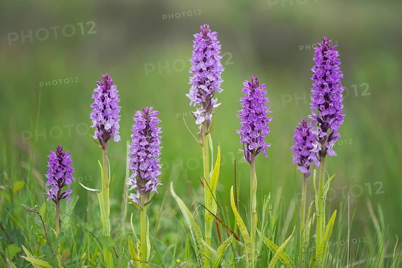 Southern marsh orchid