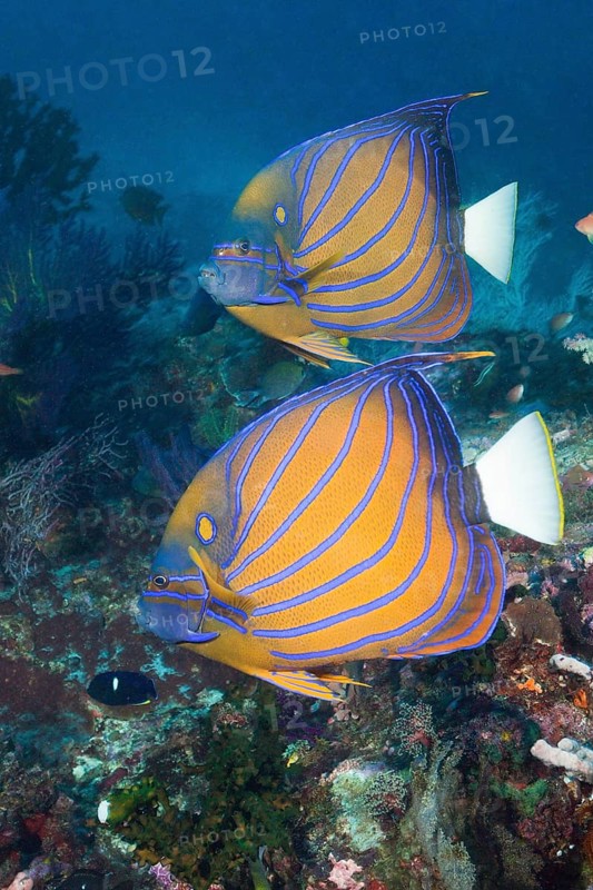 Pair of blue ring angelfish