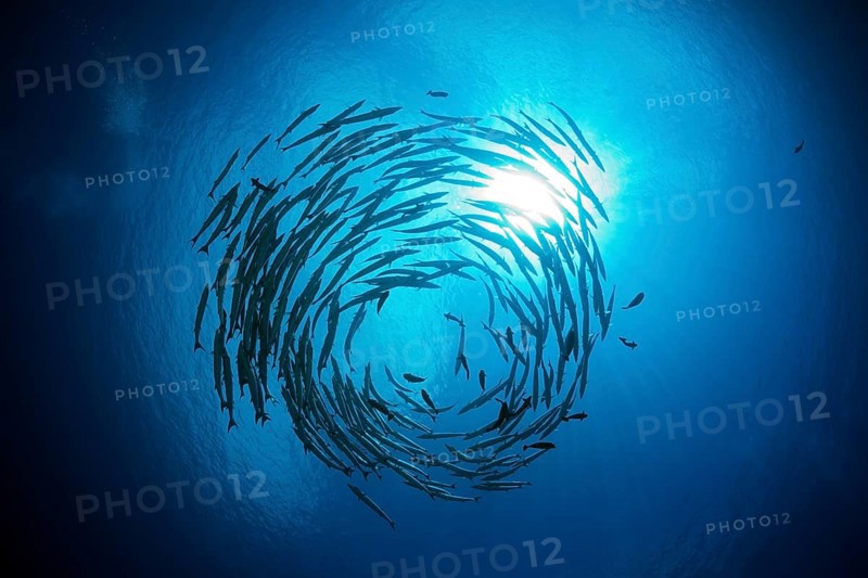 Shoal of darkfin barracudas