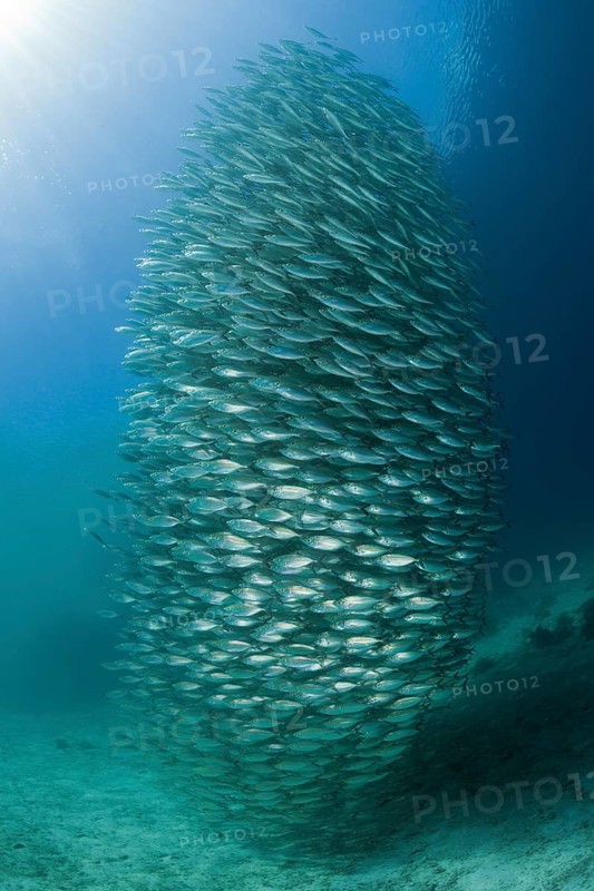 Shoal of ox-eye mackerel