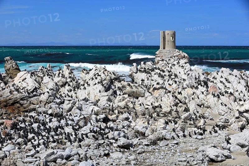 Cape Cormorant
