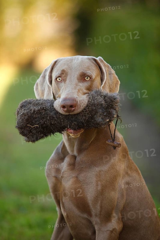 Weimaraner with dog toy in mouth
