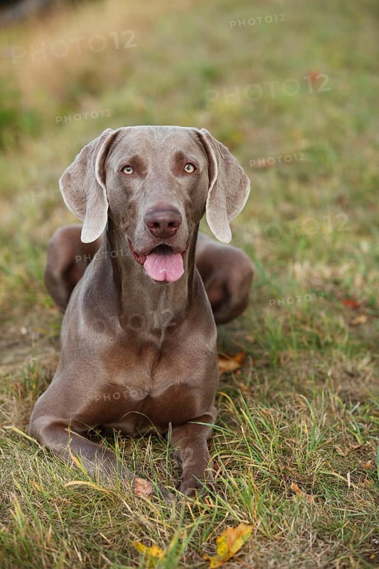 Weimaraner