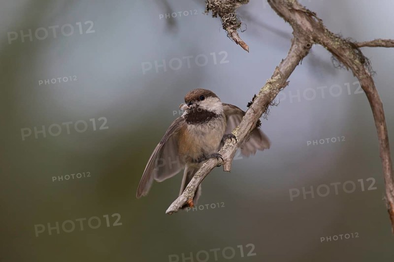 Grey-headed Chickadee