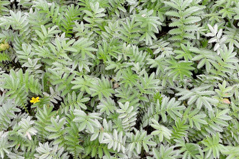 Goose cinquefoil