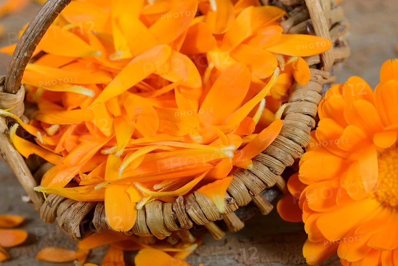 Marigold