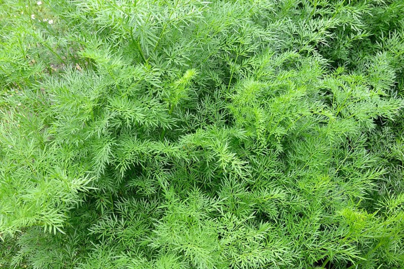 Asafoetida