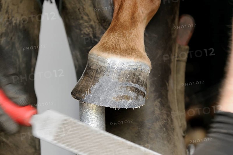 Farrier at work