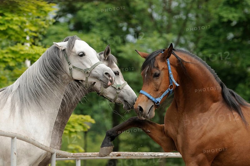 Arabian thoroughbred