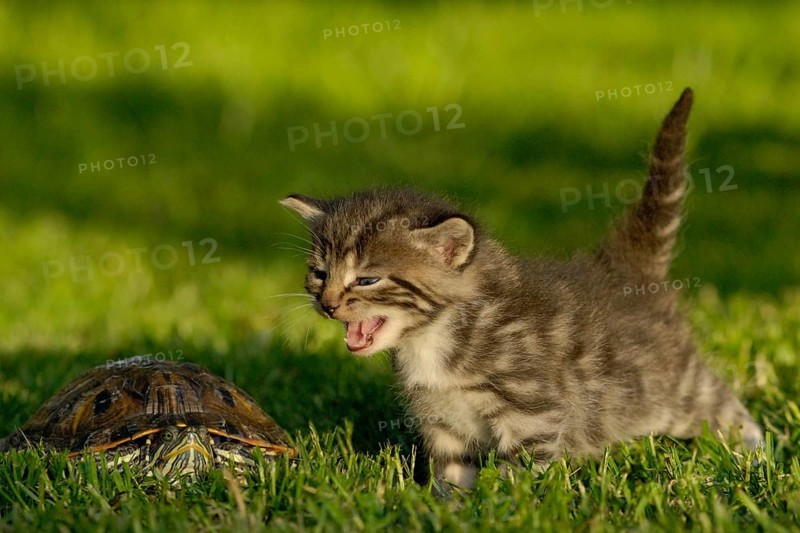Tabby kitten hisses at a turtle