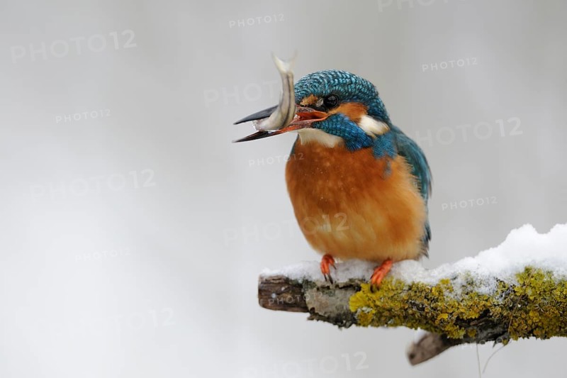 Common kingfisher