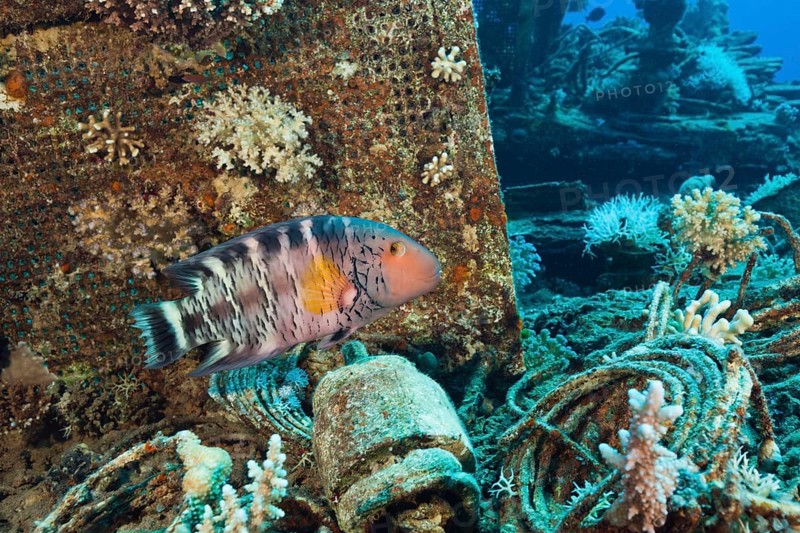 Red-breasted Wrasse at Wrack der Heaven One