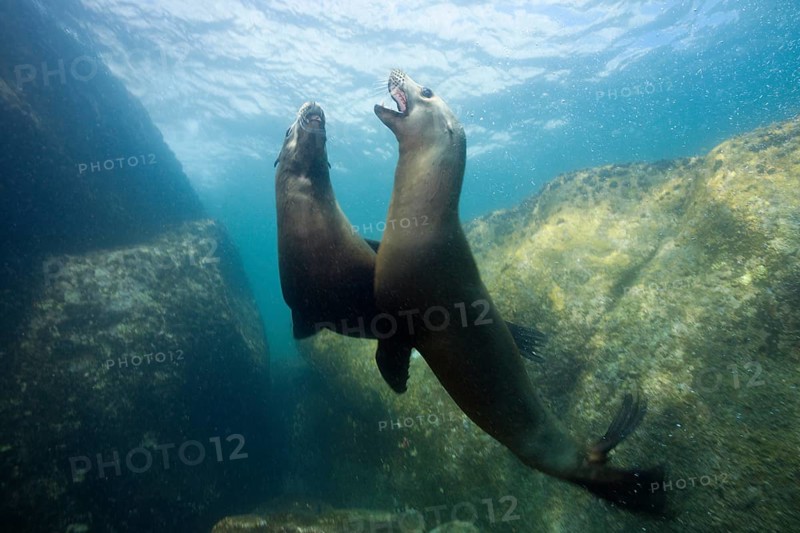 California sea lions