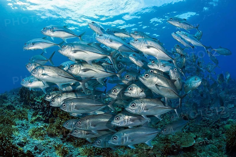 Shoal of bigeye spiny dogfish