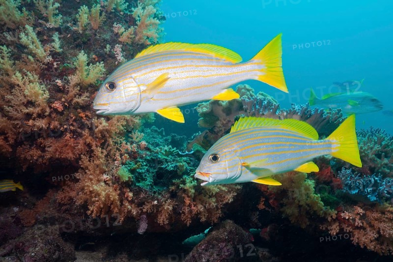 Celebes sweetlips