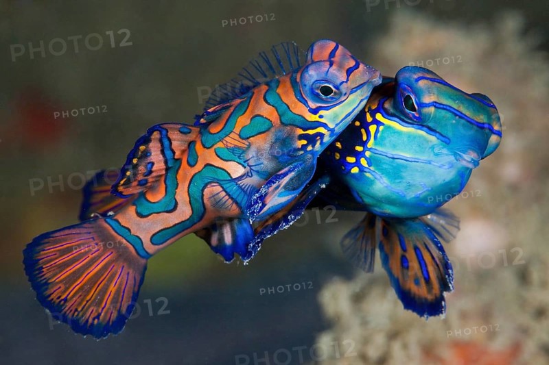 Mating mandarin fish