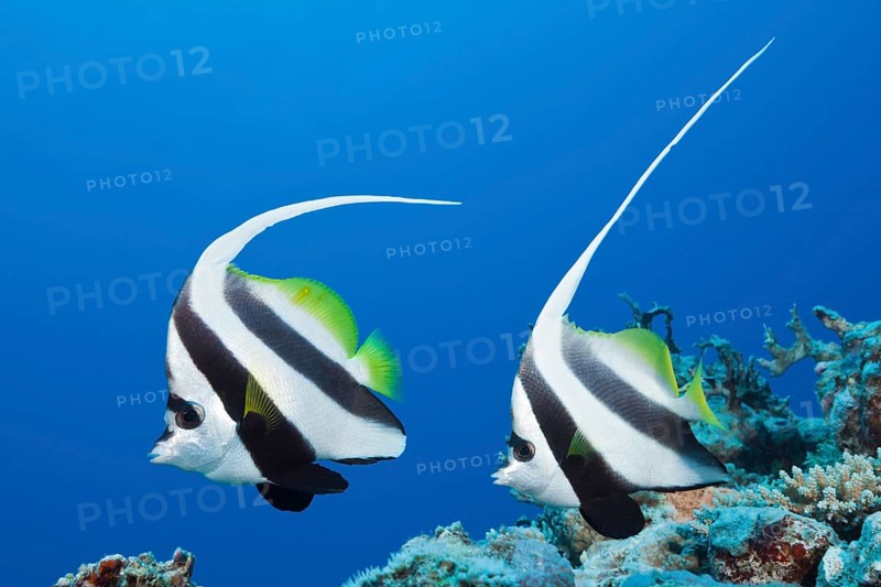 Pair of bannerfish