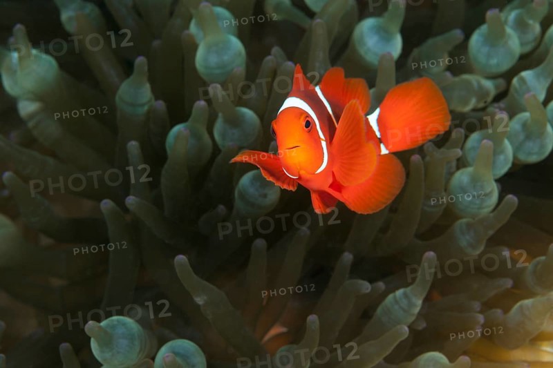 Spiny anemonefish
