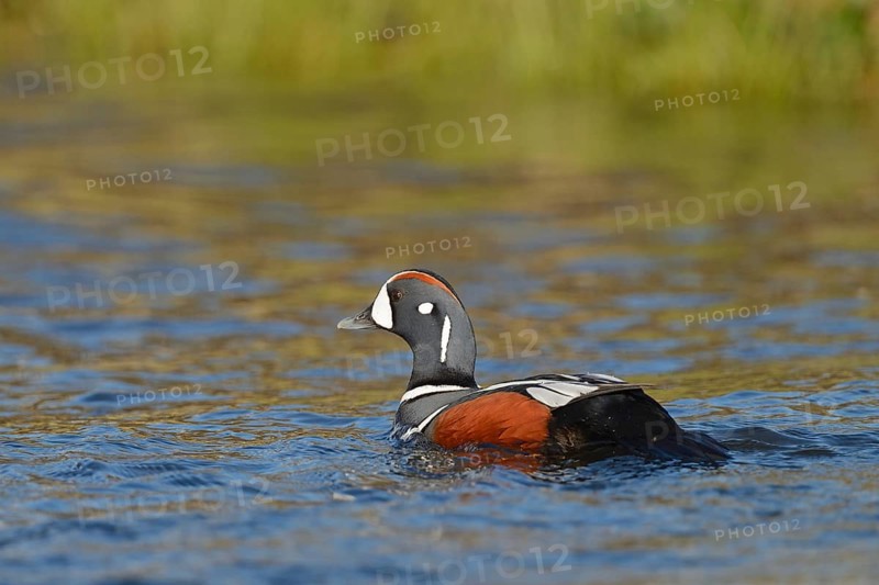 Harlequin duck