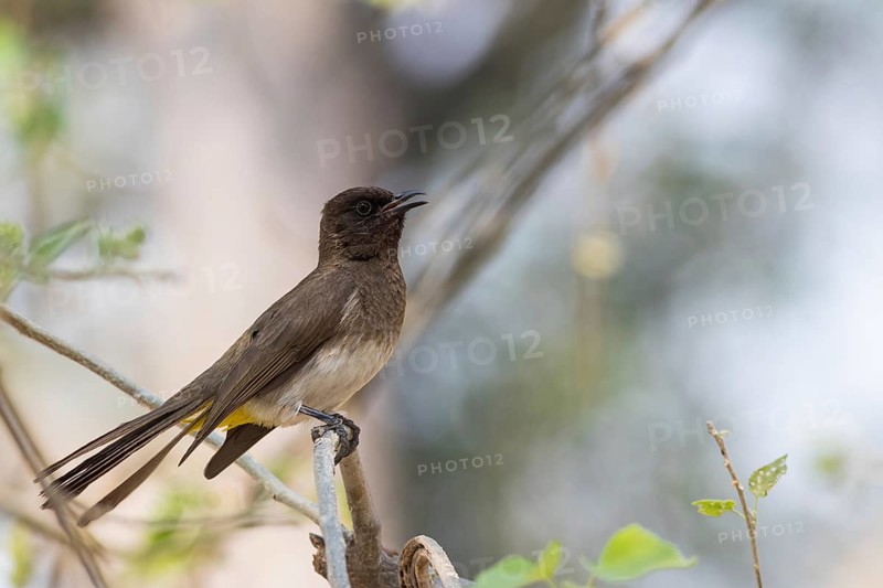 Dark-capped Bulbul