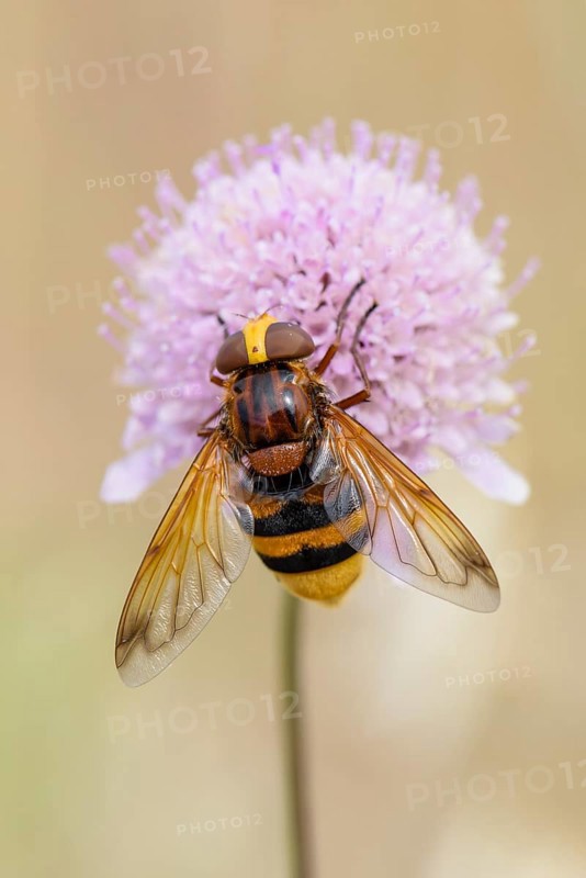Hornet Mimic Hoverfly