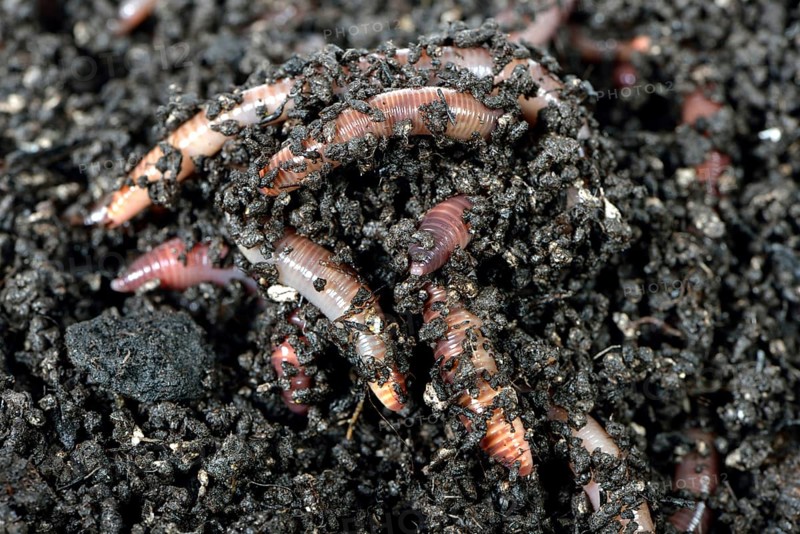 Giant Redworms