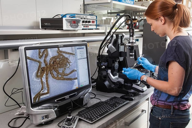Biologist of the research group Aquatic Ecosystems at the microscope