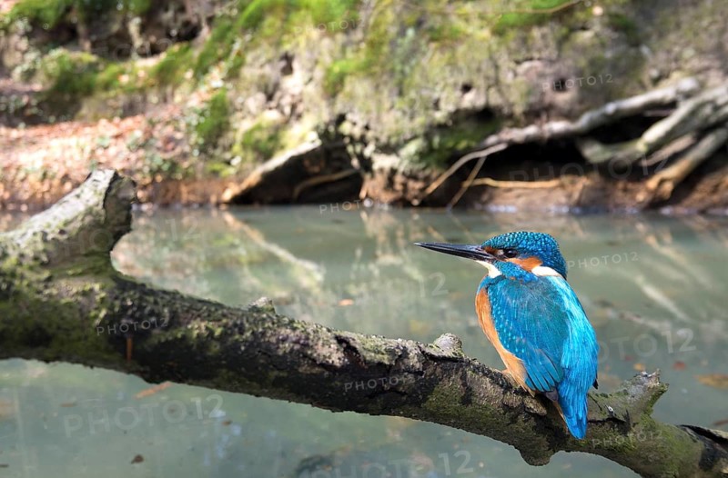 Common kingfisher