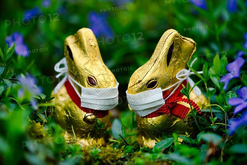 Two chocolate Easter bunnies with mouth guards