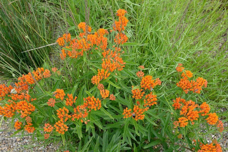 Butterfly weed