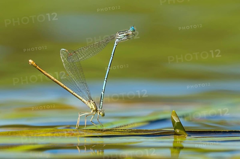 White-legged damselfly