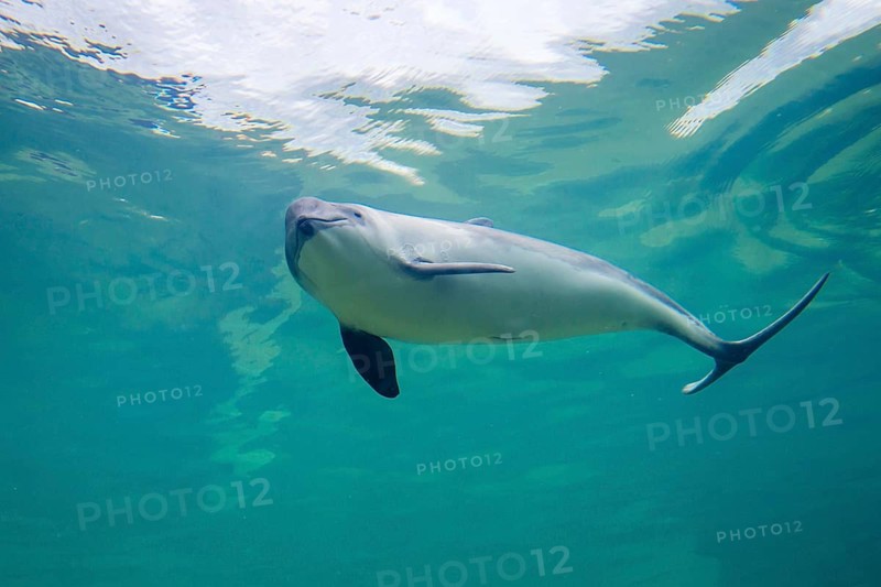 Harbour porpoise