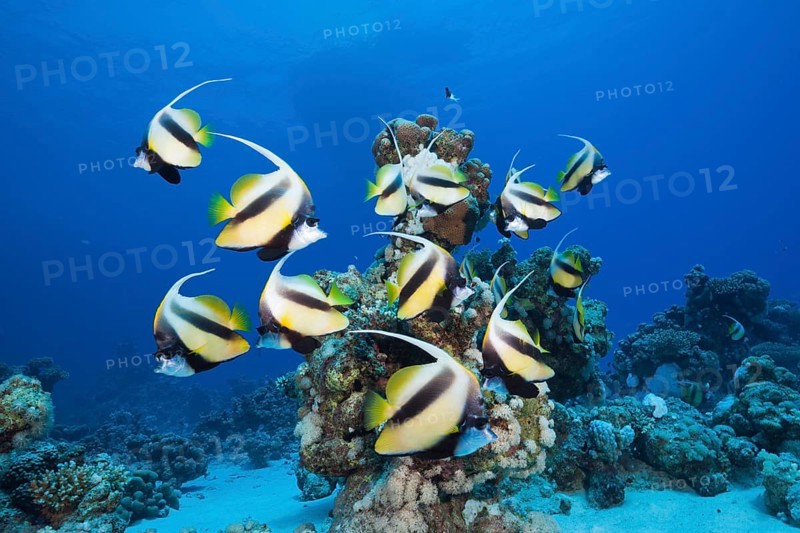 Shoal of Red Sea Bannerfish
