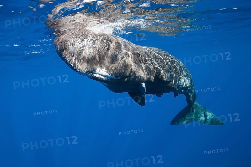 Sperm whale