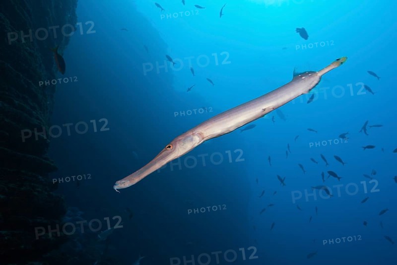 Trumpetfish