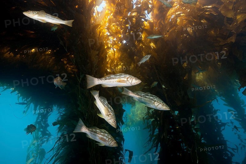 Kelp perch in kelp forest