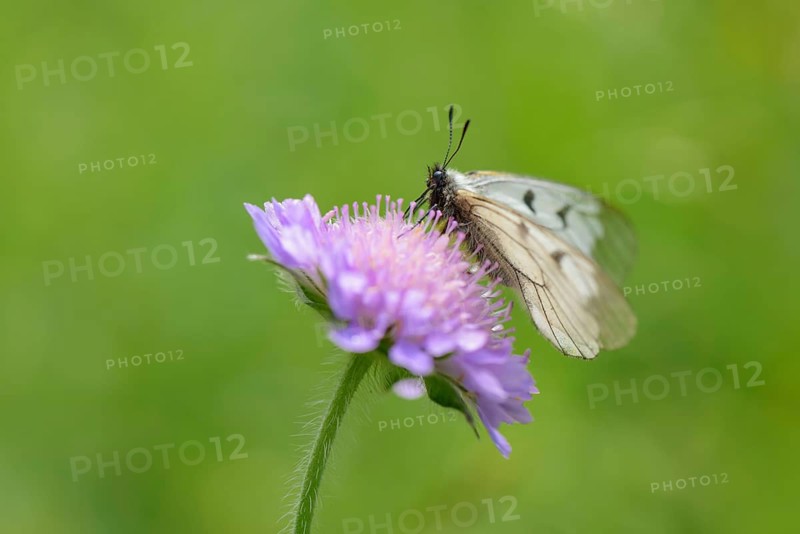 Male Black Apollo