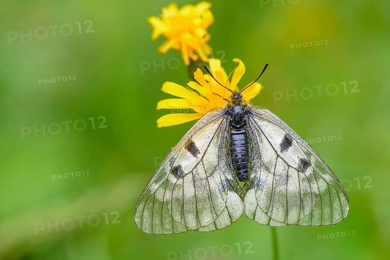 Female Black Apollo