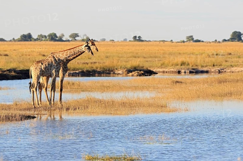 Giraffe