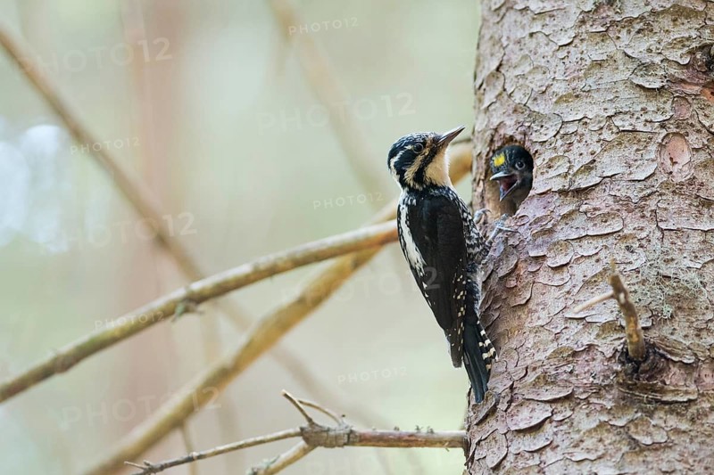 Three-toed Woodpecker