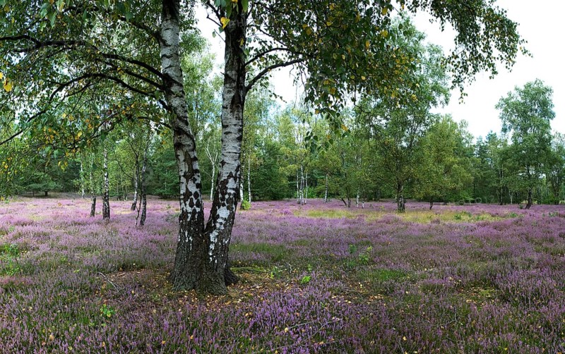 Birches in heath landscape