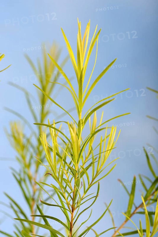 Tea tree