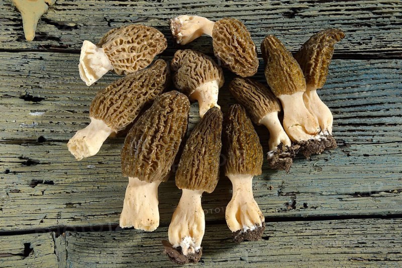 Black morel