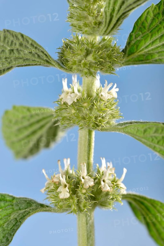 Horehound