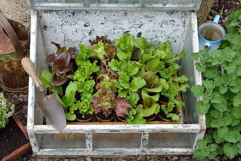 Greenhouse lettuce