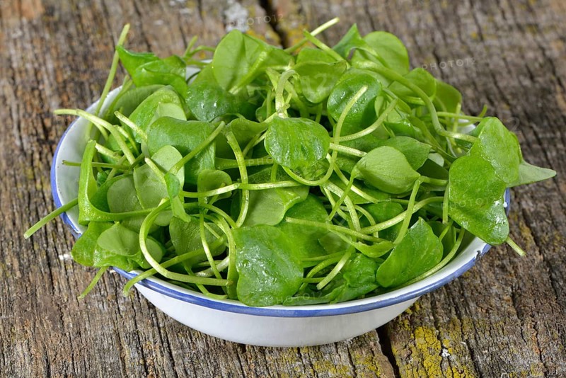 Winter purslane